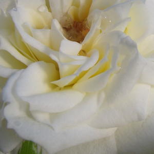Онлайн магазин за рози - мини родословни рози - бял - Pоза Бианко - без аромат - Ан Г.Кукър - Идеален за декорация на ъгли.Изглежда добре пред по-високи растения.Цъвти през цялото време в клъстери.